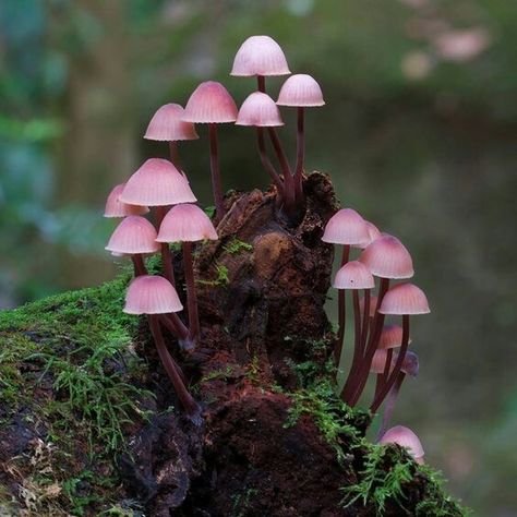 56 MAGICAL NATURAL FUNGUS MUSHROOMS IN THE WOODS Fairy Inkcap Mushrooms, Pink Mushroom Art, Fairy Mushroom Forest, Mushroom Pics, Pink Mushrooms, Fairy Mushrooms, Fairy Mushroom, Tree Mushrooms, Mushroom Pictures