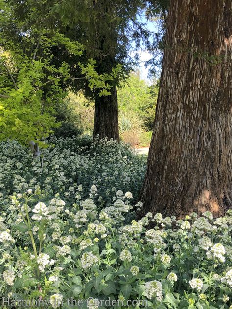 Planting Around Tree Roots - Harmony in the Garden Plants Under Oak Trees, Under Tree Landscaping, Planting Under Trees, Maine Gardens, Tree Grove, Hickory Tree, Spanish Bluebells, Plants Under Trees, Landscaping Around Trees