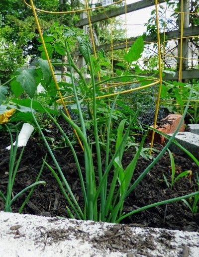 Garlic And Tomato Companion Planting – Placing Tomato Plants Next To Garlic Tomato Companion Planting, Zone 9 Gardening, Plant Garlic, Growing Organic Tomatoes, Companion Gardening, Planting Garlic, Growing Tomatoes In Containers, Growing Garlic, Organic Tomatoes