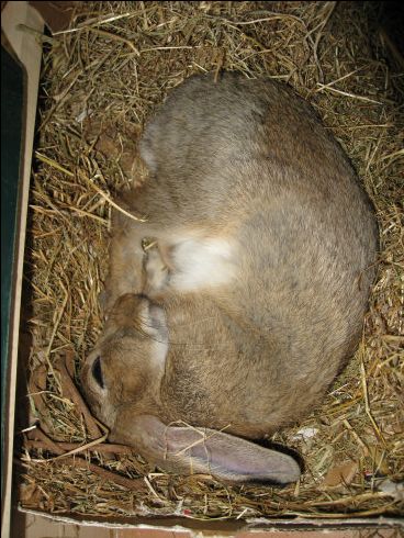 This picture struck me as an inspiration because I liked the idea of having the rabbit's ears curving around their body.  So not incorporated into the circular mold of them sleeping but resting on top of the circle. Bunny Lying Down, Rabbit Lying Down Drawing, Rabbits Sleeping, Rabbit Sleeping Illustration, Rabbits Yawning, Rabbit Artwork, Something Scary, Wild Rabbit, Bunny Care