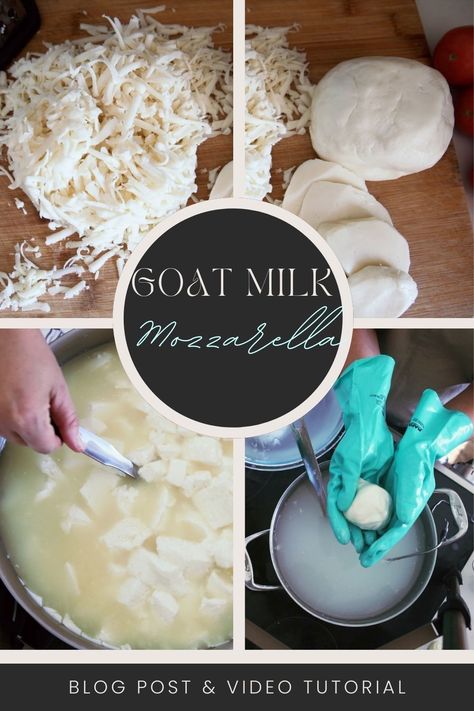 Make the best goat milk mozzarella using this beginner-friendly recipe. No microwave, no rubbery cheese, just flavorul, delicious mozzarella! This hybrid recipe uses both freeze dried cultures to acidify the milk, as well as citric acid. This method gives a flavorful mozzarella in a fairly short amount of time, while still developing authentic flavor and amazing texture in the finished cheese. How To Make Goats Cheese, Goat Milk Mozzarella Recipe, Milk Ideas, Goat Ideas, Mozzarella Recipe, Goat Milk Recipes, Milk Products, Mozzarella Recipes, Milk Jar