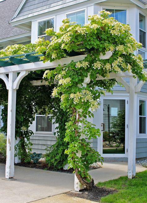 Climbing Plants Fence, Climbing Hydrangea Vine, Garden Mums, Climber Plants, Climbing Flowers, Climbing Hydrangea, Garden Vines, Planting Hydrangeas, House Plants Indoor