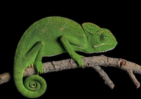 Chameleon Facts, Chameleon Enclosure, Chameleon Craft, Pet Chameleon, Reptile Store, Chameleon Cage, Chameleon Tattoo, Woodlice, Chameleon Art