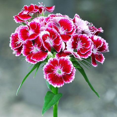 Do I need to prune my Sweet william? - PictureThis Sweet William Flowers, Rose Campion, Dianthus Barbatus, Deadheading, Biennial Plants, Identify Plant, Yellow Plants, List Of Flowers, Sweet William