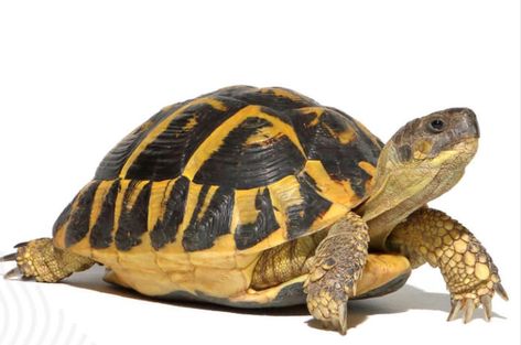 Hermann Tortoise, Tortoise Care, Turtle Images, Food Supplies, Medication For Dogs, Pet Turtle, Tortoise Turtle, Dog Branding, Turtle Shell