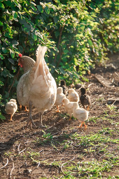 Modern Wabi Sabi, Cuba Photography, Farm Pictures, Beautiful Chickens, Future Farms, Dream Farm, Chickens And Roosters, Farms Living, Chicken Farm