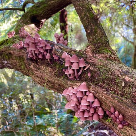 https://lionfloss.tumblr.com/post/666569791442763776/via-fieldworkandfungi Fairycore Makeup, Believe In Fairies, Mushroom Pictures, Plant Fungus, Mushroom Fungi, Mushroom Art, Pretty Plants, Fairy Dust, Jolie Photo