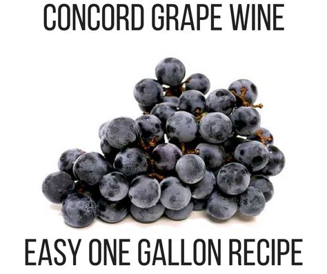 Concord Grape Wine Recipe, Grape Wine Recipe, Concord Grape Recipes, Homemade Booze, Wine Making Recipes, Homemade Wine Recipes, Concord Grapes, Mead Recipe, Wine Yeast