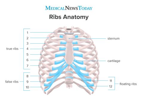 How many ribs do humans have? Men, women, and anatomy Top Tattoos For Men, Ribs Anatomy, The Best Tattoos For Men, Flail Chest, Tulang Rusuk, Best Tattoos For Men, Human Ribs, Celtic Tattoos For Men, Thoracic Vertebrae