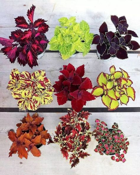 A Comprehensive Guide To Growing Colorful Coleus At Home Coleus Containers, Coleus Plants, Plants Under Trees, Seed Starting Mix, Plant Care Houseplant, Plant Help, Veg Garden, House Plant Care, Leaf Coloring