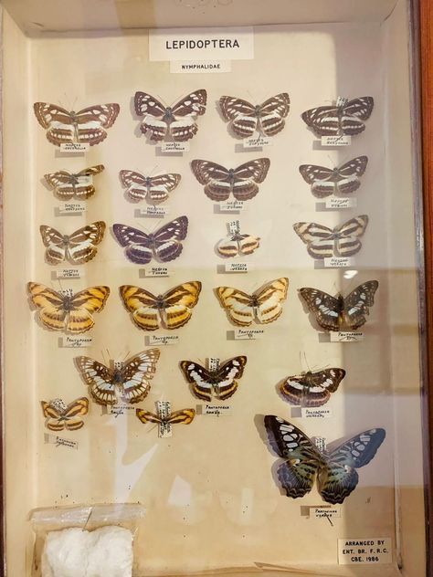 Beautiful cute and small butterflies at a museum captured by me in my phone Butterfly Pin Board, Pinned Butterflies, Cartoon Bugs, Aesthetic Butterflies, Aesthetic Butterfly, Mounting Board, Butterfly Pin, Atticus, Pin Board