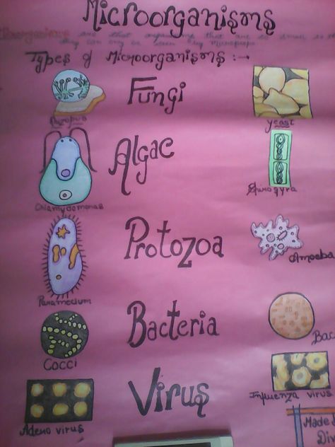 School project on microorganisms and its type.. This is made on chart paper.. 😳😳😳😳 Chart On Microorganisms, Biotechnology Projects Ideas, Microorganisms Project Ideas, Science Project On Chart Paper, Science Project Chart Ideas, Science Chart Ideas For Class 8, Class 8 Science Project, Microorganisms Notes Class 8, Innovative Chart Ideas For Biology