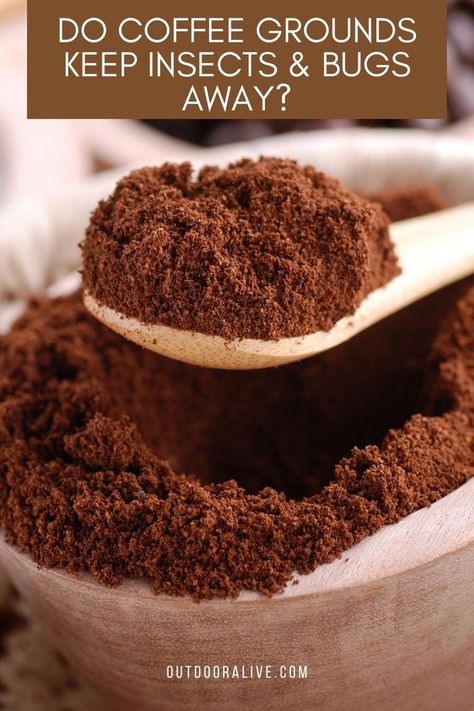 Do Coffee Grounds Keep Insects & Bugs Away Mini Torte, Homemade Scrub, Uses For Coffee Grounds, Coffee Grinds, Spiced Coffee, Chocolate Chunk Cookies, Food Test, How To Make Homemade, Chocolate Coffee