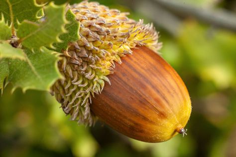 Find out how to grow an acorn into a long-lived oak tree, including the best time to collect acorns and how to sprout them. Hydrangea Potted, Tree Seedlings, Growing Hydrangeas, Tree Nursery, Plant Diseases, Pepper Seeds, Oak Trees, Shade Trees, Organic Seeds