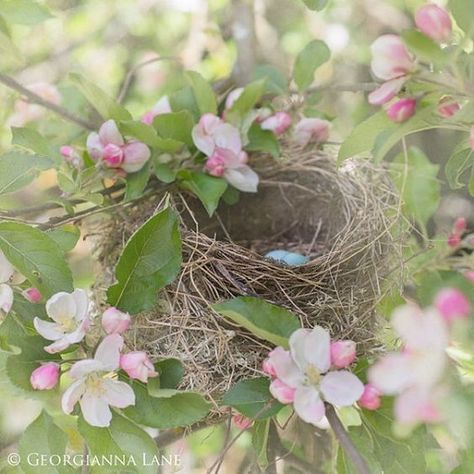 Spring Notebook, Whimsical Nursery, Romantic Wall Art, Apple Blossoms, Spring Beauty, Spring Sign, Robins Egg, Spring Fling, Spring Blossom