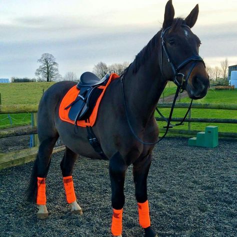 bullet in orange and clipping art - Allie Horse Riding Outfit, Bay Horse, Horse Equipment, Looks Country, Horse Gear, English Riding, Saddle Pad, Horse Blankets, Horse Crazy