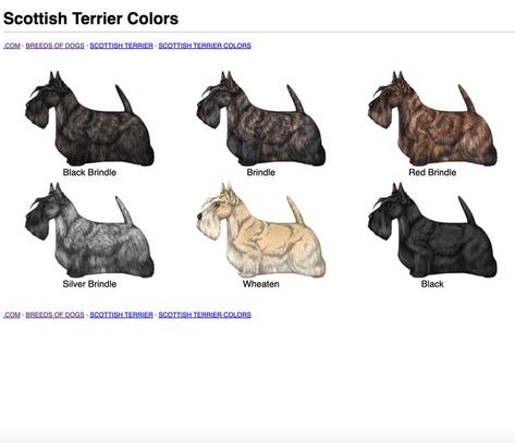 Terrier Breeds, Dog Artwork, Colouring Pics, Dog Books, Dog Info, Scottish Terrier, Scottie Dog, Dog Grooming, Dog Art