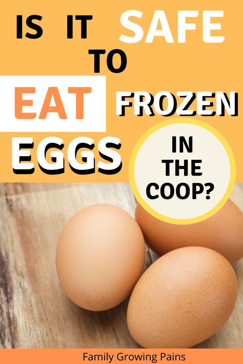 It's winter time, and all chicken owners will eventually encounter frozen eggs in the coop. That leaves you wondering if frozen eggs are safe to eat. How do you properly handle eggs in the winter? Here is what you need to know. #FreshEggs #FrozenEggs Frozen Eggs What To Do With, How To Clean Fresh Chicken Eggs, Frozen Eggs, Chickens In The Winter, Freezing Eggs, Chicken Care, Chicken Coup, Chicken Keeping, Chicken Owner