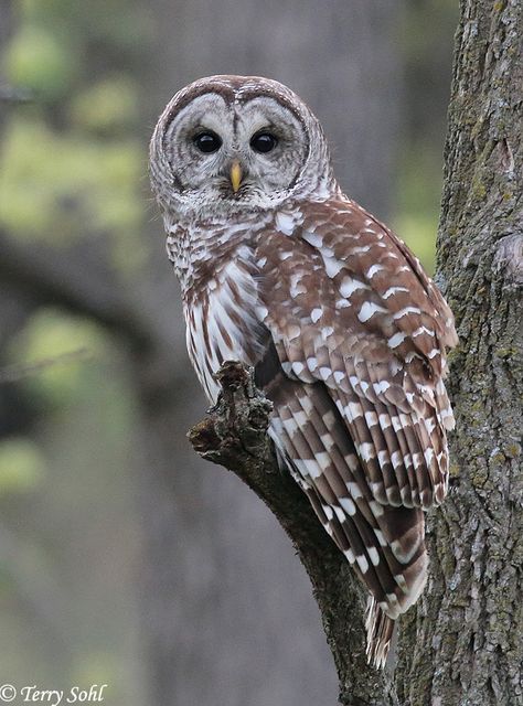 Barred Owl Photography, Owl Photography, Owl Images, Barred Owl, Owl Photos, Owl Baby, Owl Pictures, Beautiful Owl, Owl Tattoo