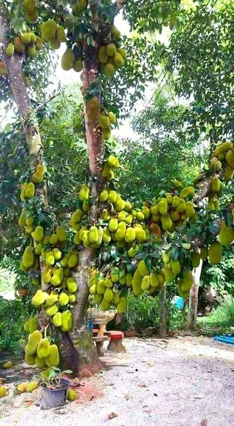 Easy Outdoor Projects, Jackfruit Tree, Giant Vegetable, Espalier Fruit Trees, Weird Fruit, Planting Fruit Trees, Fruit Bearing Trees, Growing Fruit Trees, Backyard Paradise