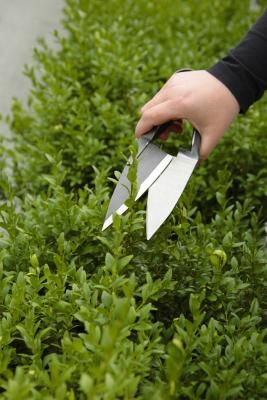 Boxwood Shrub, Japanese Boxwood, Boxwood Landscaping, Box Wood Shrub, Boxwood Garden, Boxwood Plant, Garden Shrubs, Landscaping Plants, Outdoor Landscaping