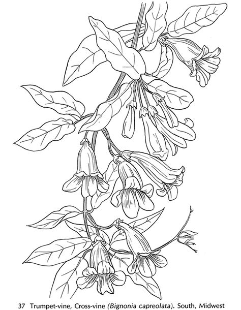 Trumpet vine Flowers Coloring, Flower Drawings, Dover Publications, Flower Coloring Pages, Flowering Vines, Silk Painting, Coloring Book Pages, Coloring Pictures, Drawing Tips