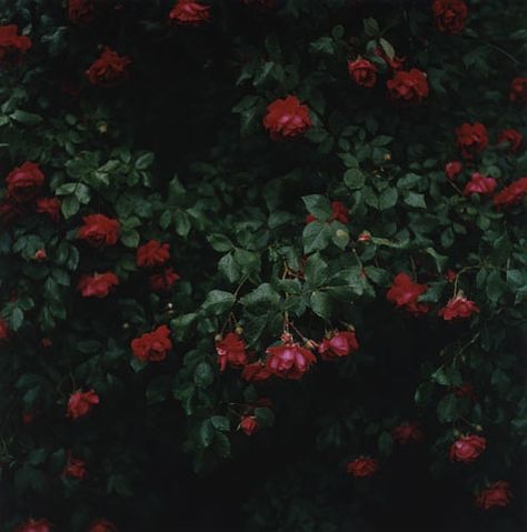 dark, lightless, night, roses, green, red, chromatic, romantic Maroon Aesthetic, Rosé Aesthetic, Hades And Persephone, Green Power, Witch House, The Little Prince, Red Aesthetic, Green Aesthetic, Dark Aesthetic