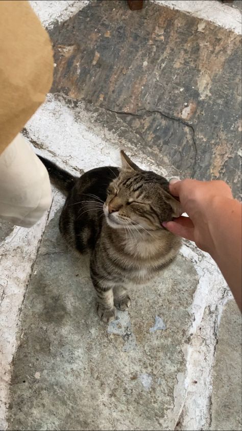 Nail Boyfriend, Street Cats, Best Snapchat, Skiathos, Aesthetic Photography Nature, Cat Aesthetic, Girly Pictures, Anime Boyfriend, Night Aesthetic