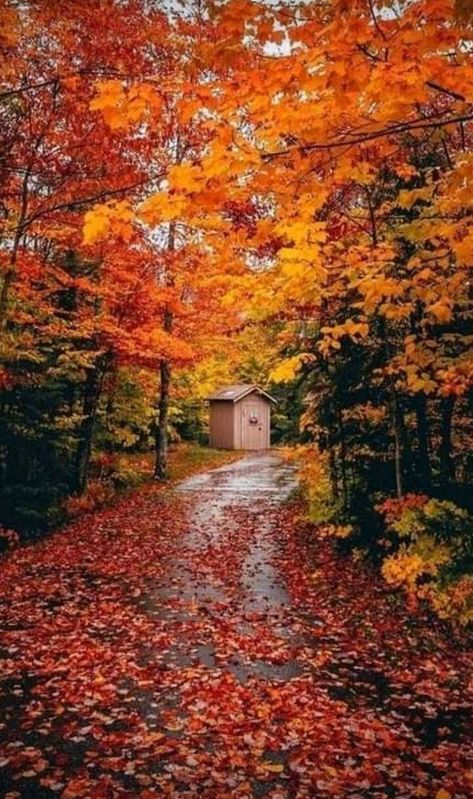 November Season, Fall Destinations, Fall In Michigan, Michigan Fall, November Aesthetic, Fall Adventures, Fall Board, Fall Scenery, Leaf Structure