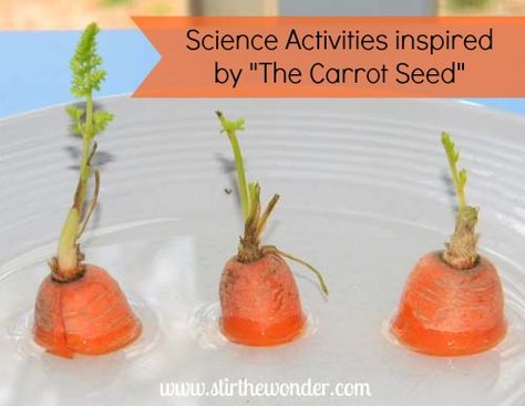 Science Activities inspired by "The Carrot Seed"  | Stir The Wonder The Carrot Seed Activities Preschool, Preschool Plants, Seed Science, Carrot Tops, Preschool Garden, Plant Activities, Spring Preschool, Carrot Seeds, Plant Science