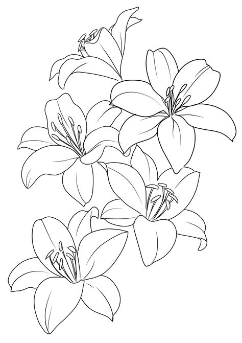 Lilly Flower Drawing, Lilly Tattoo Design, Lilly Flower Tattoo, Lilium Flower, Flower Tattoo Stencils, Simple Flower Drawing, Lilies Drawing, Lily Flower Tattoos, Lilly Flower