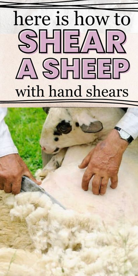 Learn the art of shearing sheep with hand shears. Our comprehensive guide covers techniques, safety tips, and step-by-step instructions. Start shearing your sheep like a pro!Step-by-step tutorial: How to shear sheep using hand shears effectively and efficiently Shearing Sheep, Sheep Shearing, A Sheep, Safety Tips, Getting Started, Sheep Wool, Like A Pro, Beginners Guide, Step By Step Instructions