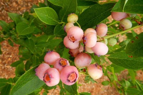 Vaccinium corymbosum 'Pink Popcorn' (Highbush Blueberry) is a bushy upright deciduous shrub providing year-around interest. In late spring, showy white, bell-shaped flowers give way to medium-sized, creamy-pink berries that turn deeper pink for harvest in early to mid-season (early to mid summer). Glossy and firm, the berries have a nice mild blueberry flavor. Garden Retreat Ideas, Pink Lemonade Blueberry, Highbush Blueberry, Types Of Berries, Pink Popcorn, Fragrant Garden, Organic Mulch, Plants To Grow, Best Plants