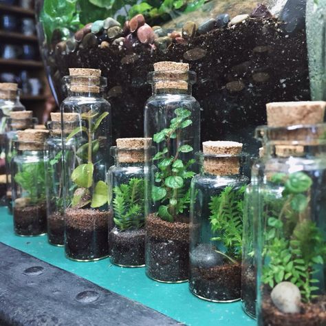 Rows of tiny terrariums Tiny Bottle Terrarium, Stacked Terrarium, Aesthetic Plant Wallpaper, Closed Terrarium Plants, Tiny Terrarium, Wallpaper Plant, Wishlist Plants, Succulent Garden Landscape, Wallpaper Plants