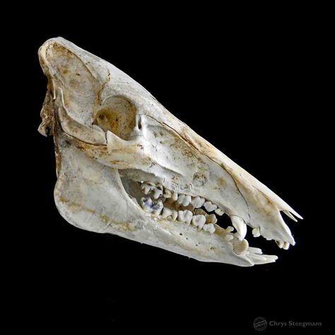 Skull wild boar Boar Skull, Animal Skeleton, Animal Skeletons, Vulture Culture, Wild Boar, Natural Environment, Anatomy, Skeleton, Bones