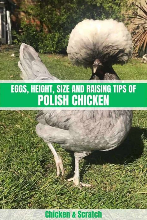 Polish Chickens Breed, Pet Chickens Breeds, Polish Chickens, Chicken Egg Colors, Polish Chicken, Chicken Coloring, Chicken Care, Egg Laying Chickens, Backyard Chicken Farming