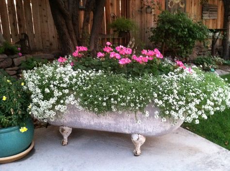 Old cast iron bathtub full of flowers Garden Bathtub, Diy Garden Landscaping, Landscaping With Roses, Old Bathtub, Orchard Garden, Cast Iron Bath, Cast Iron Bathtub, Potted Plants Outdoor, Upcycle Garden