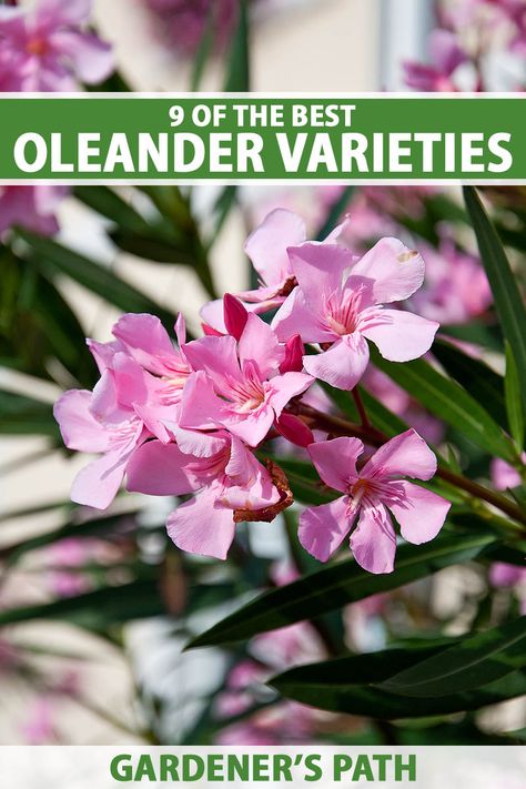 Oleander shrubs are drought-resistant evergreens with colorful blooms in shades of pink, red, or white. There are a number of different types available, from dwarf shrubs to large trees and hedges. Learn about 9 of the best oleander varieties and choose your favorites now on Gardener's Path. #oleander #gardenerspath Ficus Hedge, Oleander Plants, Small Trees For Garden, Trees For Front Yard, Front Yard Plants, Yard Plants, Florida Garden, Patio Trees, Large Trees