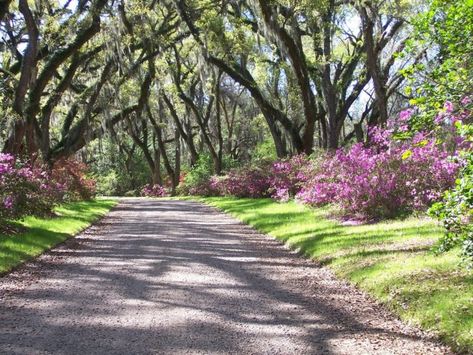 Sneak Away To These 7 Underrated Attractions Near New Orleans For A Picture Perfect Day Winding Driveway, Hidden Oasis, Swamp Tours, Hidden Garden, Most Beautiful Gardens, Formal Gardens, Garden Features, Lush Garden, Small Gardens