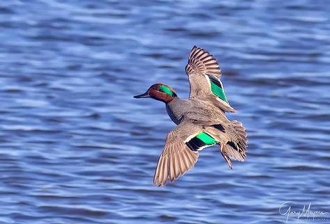 Green Wing Teal Mount, Duck Mounts, Waterfowl Taxidermy, Duck Mount, Duck Species, Teal Duck, Duck Stamp, Duck Pictures, Louisiana Usa