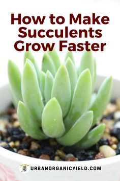 Succulents Garden Outdoor Ideas, How To Repot Succulents, How To Take Care Of Succulents, How To Grow Succulents, Easy Succulents To Grow, How To Grow Plants At Home, Succulent Pot Ideas, Succulent Container Ideas, Replanting Succulents