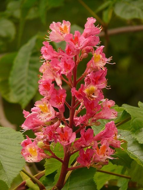 Plants To Attract Hummingbirds, Floral Therapy, Horse Chestnut Trees, Bach Flowers, Flower Remedies, Tree Id, Bach Flower Remedies, Red Chestnut, Flora Garden