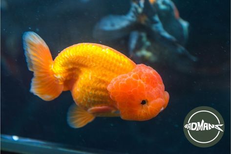 Lionhead Goldfish, Goldfish Care, Common Goldfish, Bacterial Diseases, Brine Shrimp, Different Fish, Healthy Fish, Tropical Fish, Aquariums