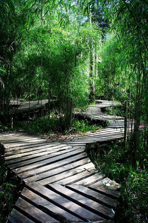 Meditation Walking Path, Walking Paths Landscape, Jungle Pathway, Boardwalk Pathway, Walkway Landscaping, Walking Path, Cozy Nooks, Urban Gardens, Walkways Paths