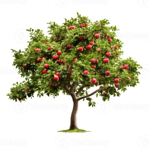 Apple Tree Drawing, Tree Sketches, Tree Illustration, Tree Drawing, Apple Tree, Free Png, Free Images, Png Images, Royalty