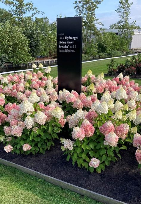 Hydrangea paniculata Living Pinky Promise® Flowering Bushes, Garden Remedies, Backyard Beekeeping, Growing Hydrangeas, Hydrangea Paniculata, Pinky Promise, Beach Time, Landscape Projects, Garden Planning