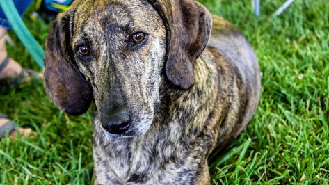 Plot Hound, American Leopard Hound, Brindle Dog, Dog Pens, Hound Breeds, Plott Hound, Akc Breeds, Tallest Dog, Hanoverian