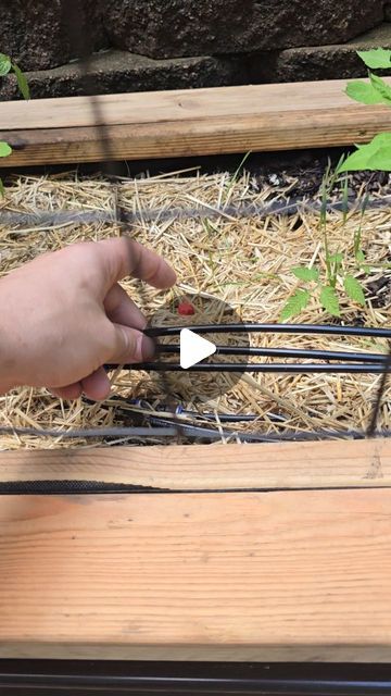 Nerd with ADHD and a small garden on Instagram: "Rainbird drip irrigation, why didn't I try it sooner? #watering #gardening #easy 

Product is: Rain Bird ET256-50S Drip Irrigation Pressure Compensating 1/4" Emitter Tubing, 6" Emitter Spacing, 50 Roll, Brown https://a.co/d/0hLALlPv" Garden Irrigation Ideas Diy, Slope Gardening, Garden Hack, Landscaping Around House, Texas Garden, Rain Bird, Texas Gardening, Sloped Garden, Gardening Flowers