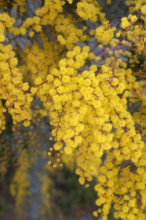 Acacia Baileyana, Trailing Flowers, Australian Native Garden, Australian Flowers, Acacia Tree, Australian Plants, Blossom Garden, Australian Native Plants, Australian Flora