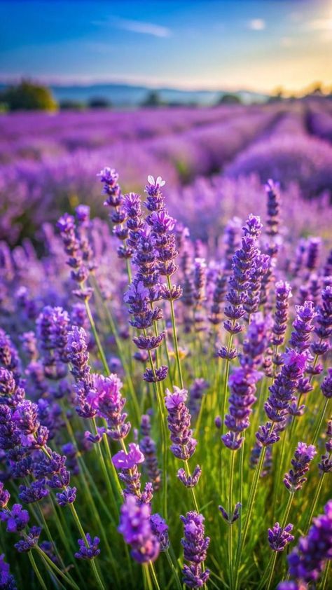 Lavender Cottage, Purple Wildflowers, Lavender Aesthetic, English House, Lavender Fields, Pink Sky, Lavender Flowers, Nature Pictures, Beautiful Nature